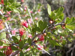 Image de Prunus andersonii Gray