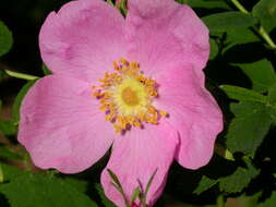 صورة Rosa woodsii Lindl.