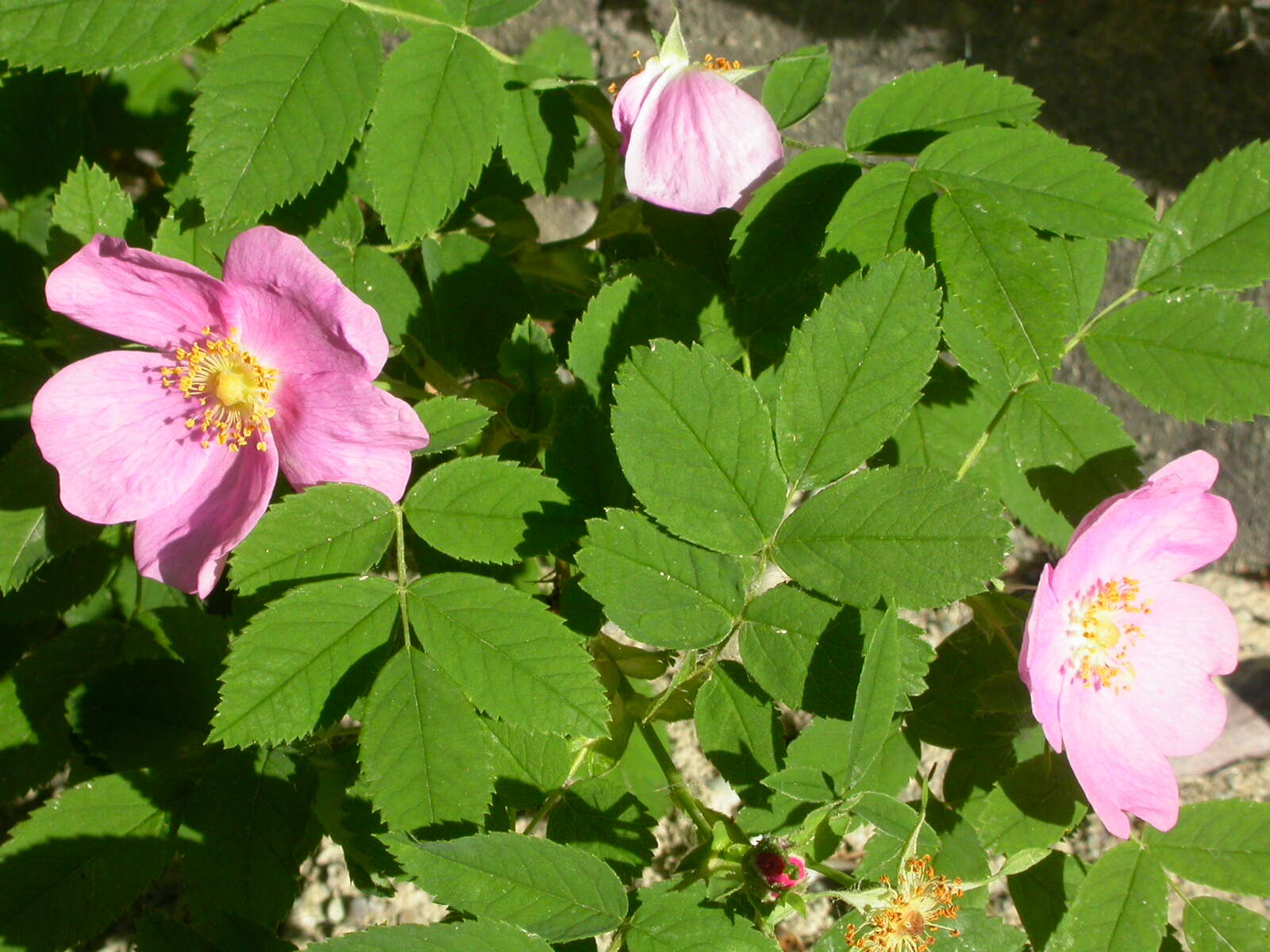 صورة Rosa woodsii Lindl.