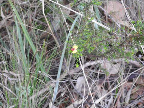 Image of Dillwynia phylicoides A. Cunn.