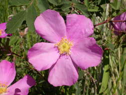 صورة Rosa woodsii Lindl.