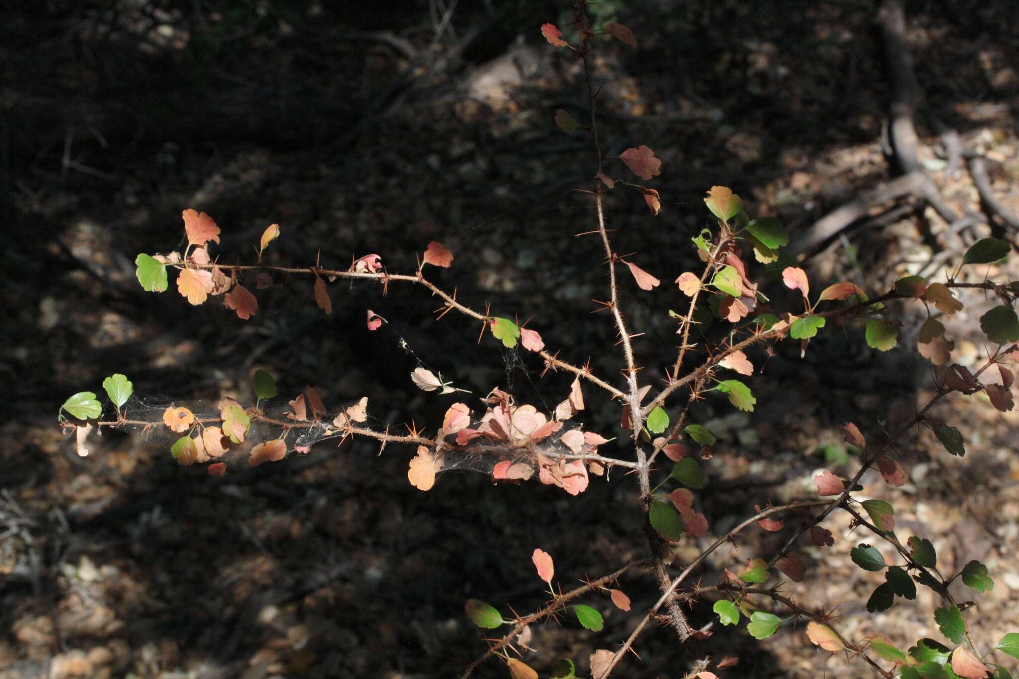 Image of fuchsiaflower gooseberry