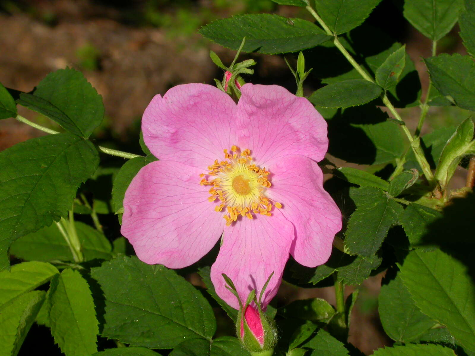 صورة Rosa woodsii Lindl.