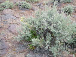 Imagem de Artemisia tridentata (Nutt.) W. A. Weber