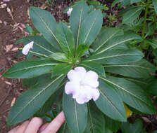 Impatiens sodenii Engl. & Warb. ex Engl. resmi