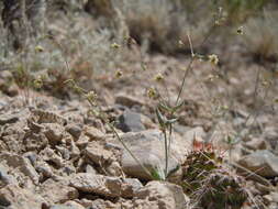 Image of spotted buckwheat