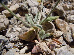 Image of spotted buckwheat