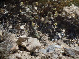 Image of spotted buckwheat