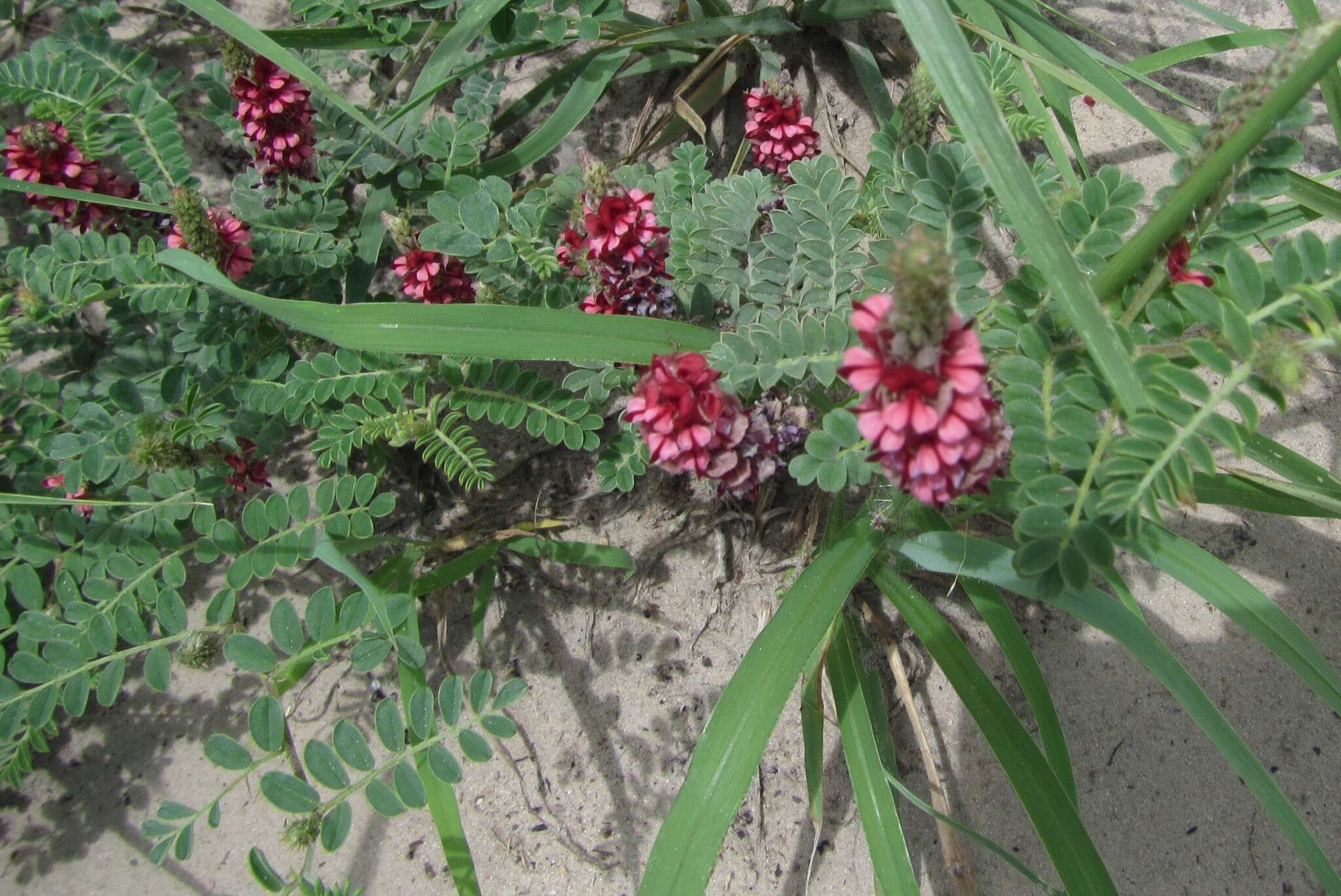 Imagem de Indigofera daleoides var. daleoides