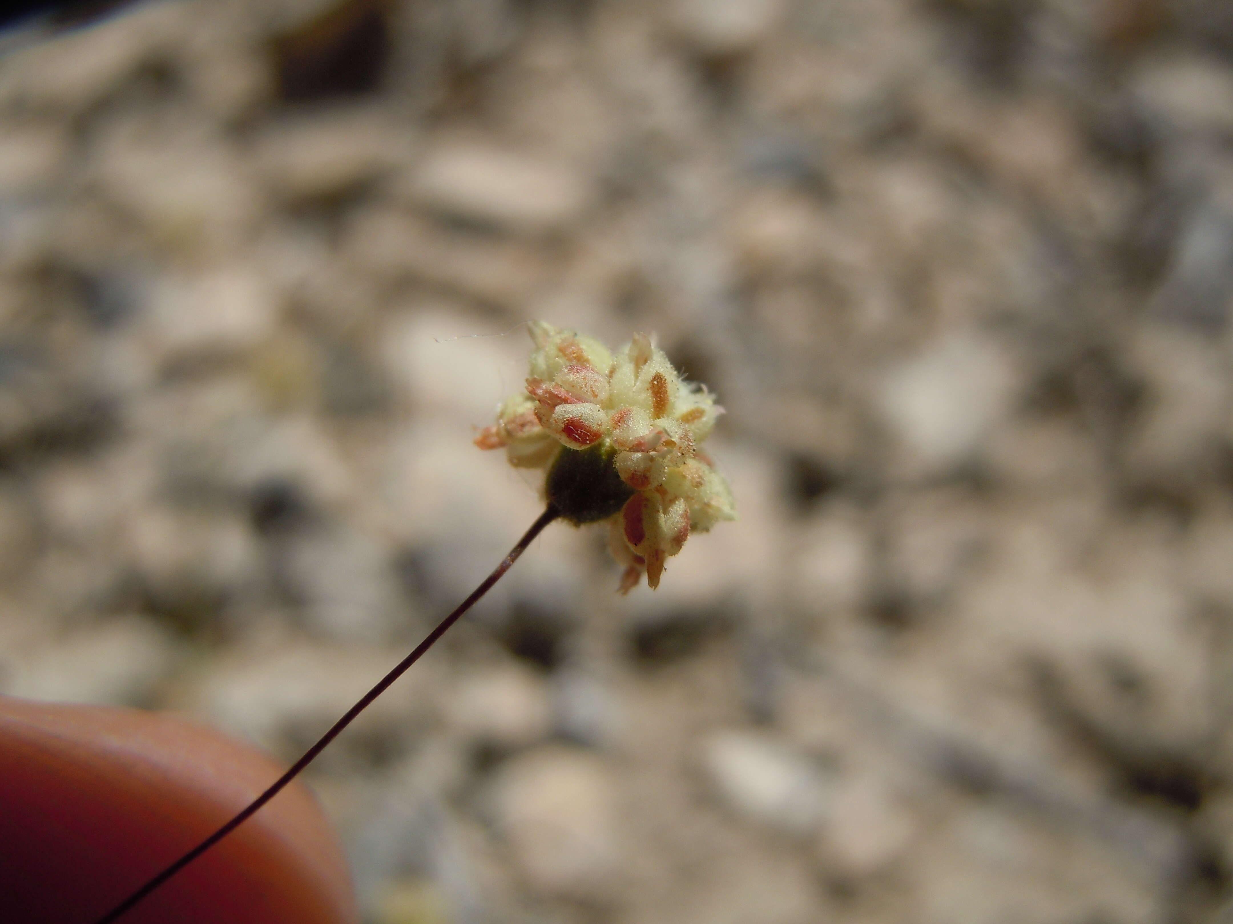 Image of spotted buckwheat