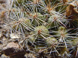 Image of Pincushion Cactus