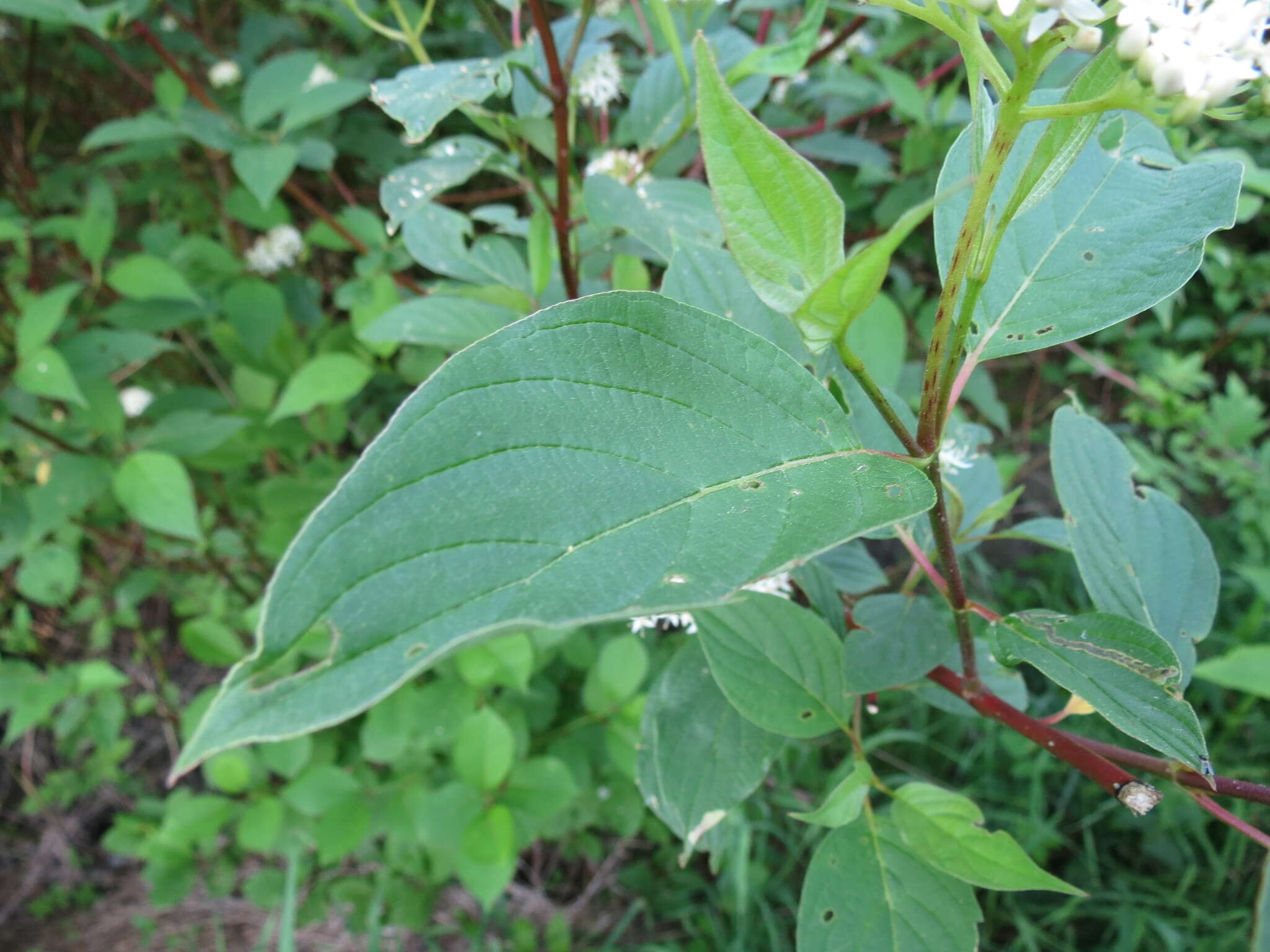 Plancia ëd Cornus slavinii Rehder