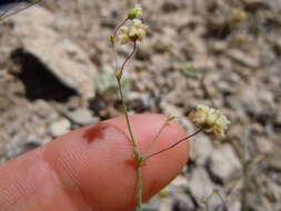 Image of spotted buckwheat