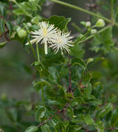 Plancia ëd Clematis drummondii Torr. & Gray