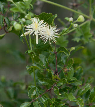 Image of Drummond's clematis