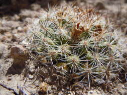 Image of Pincushion Cactus