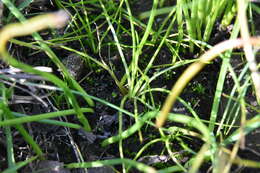 Image of Nuttall's Quillwort