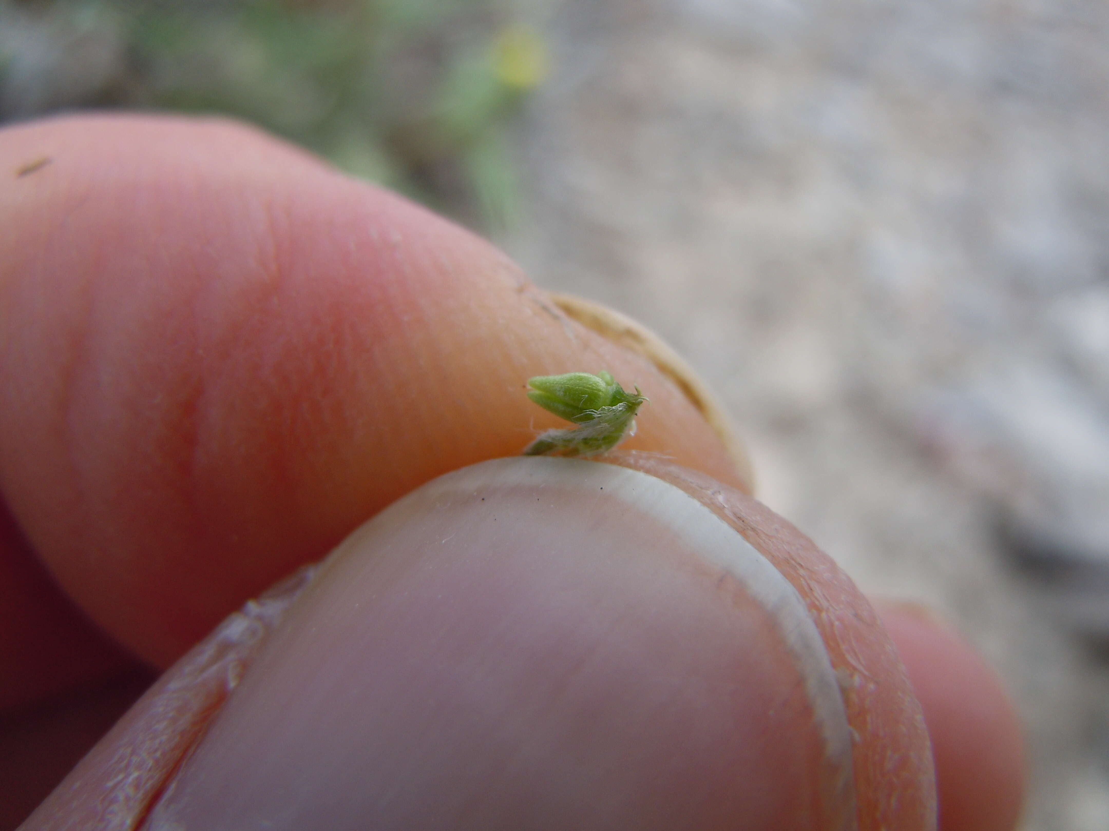 صورة Cryptantha scoparia A. Nels.