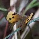 Image of Northern Sword-grass Brown