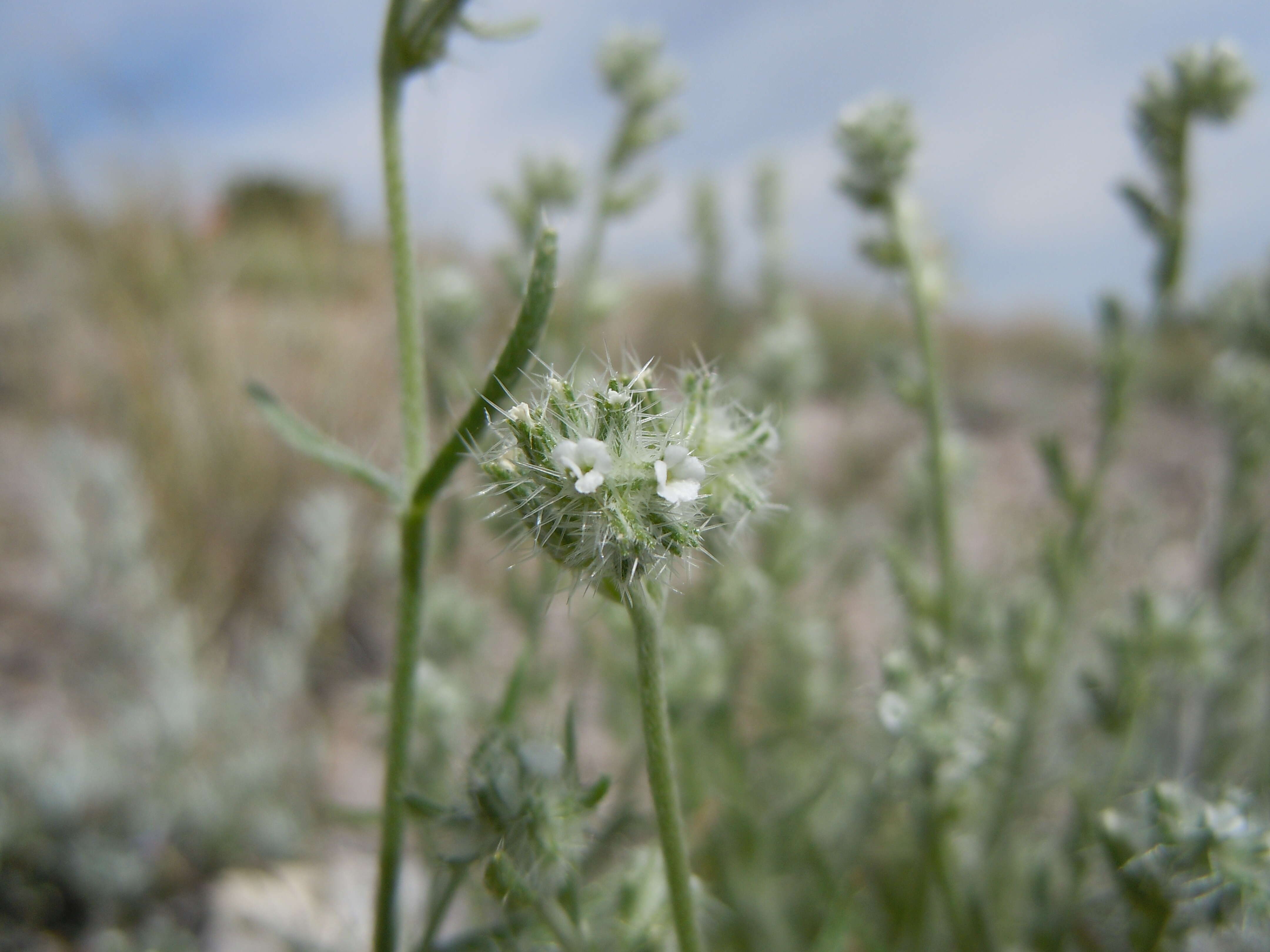 Image de Cryptantha scoparia A. Nels.