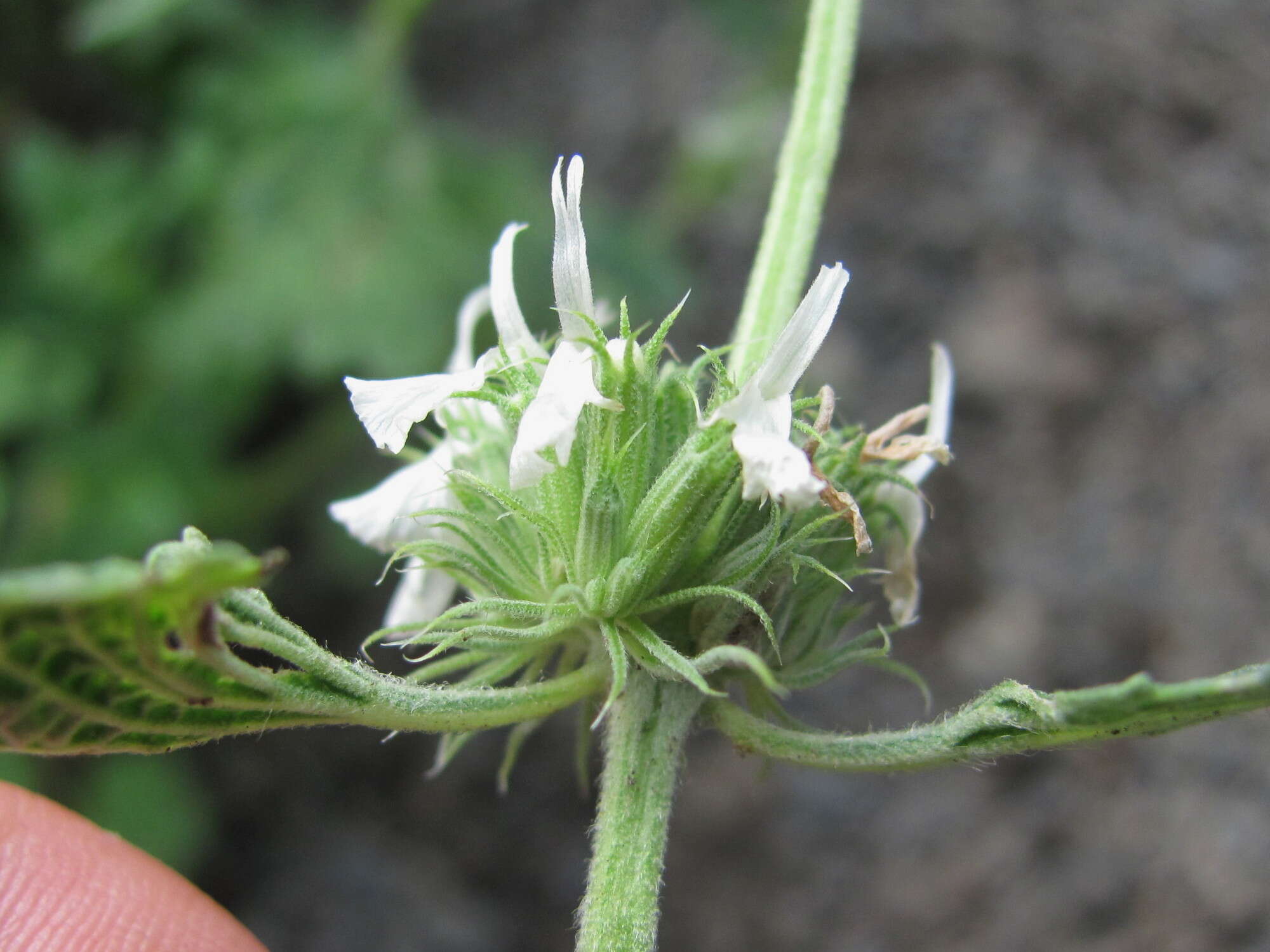 Plancia ëd Marrubium catariifolium Desr.