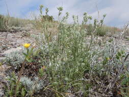 صورة Cryptantha scoparia A. Nels.