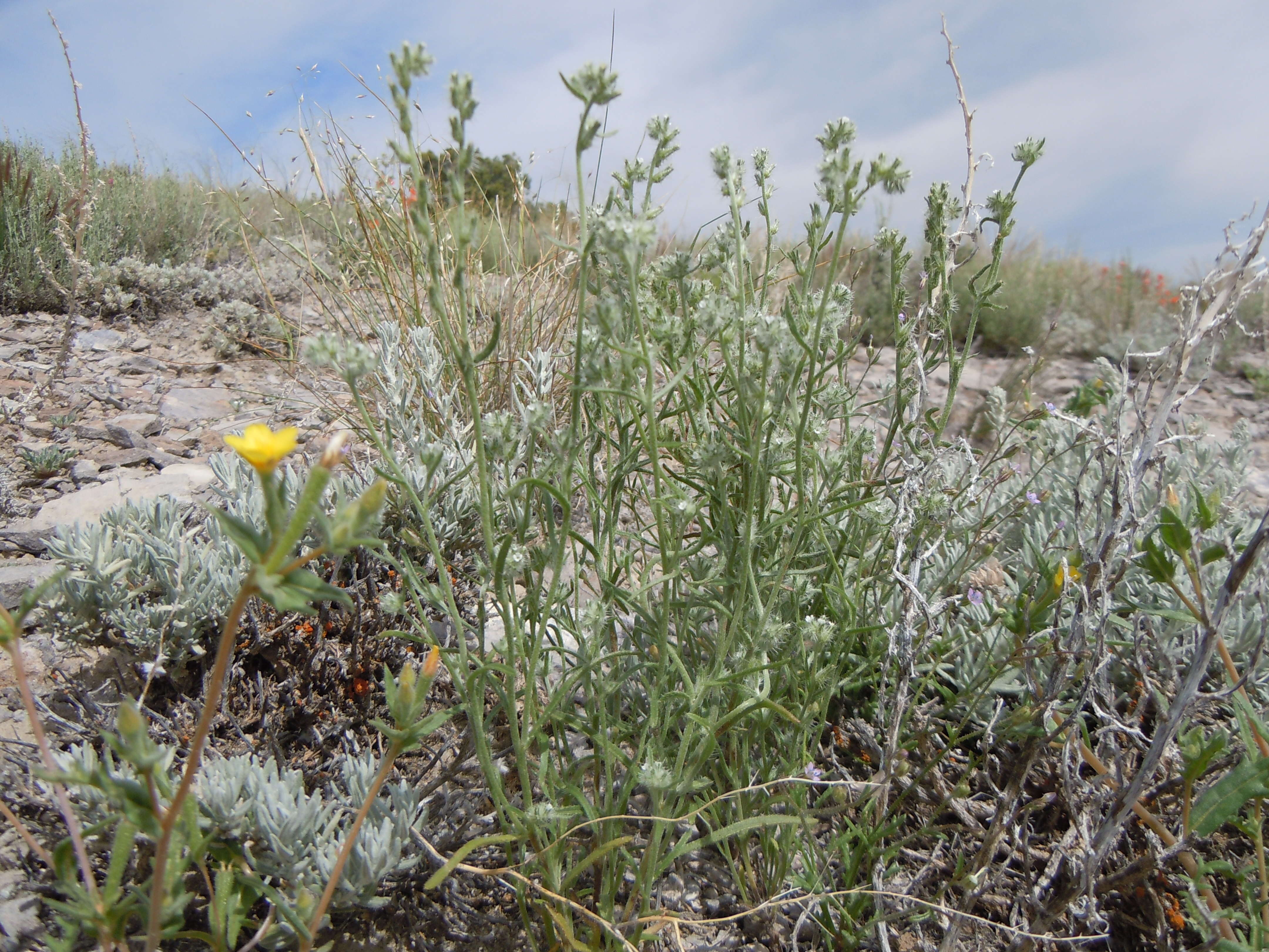 Image de Cryptantha scoparia A. Nels.