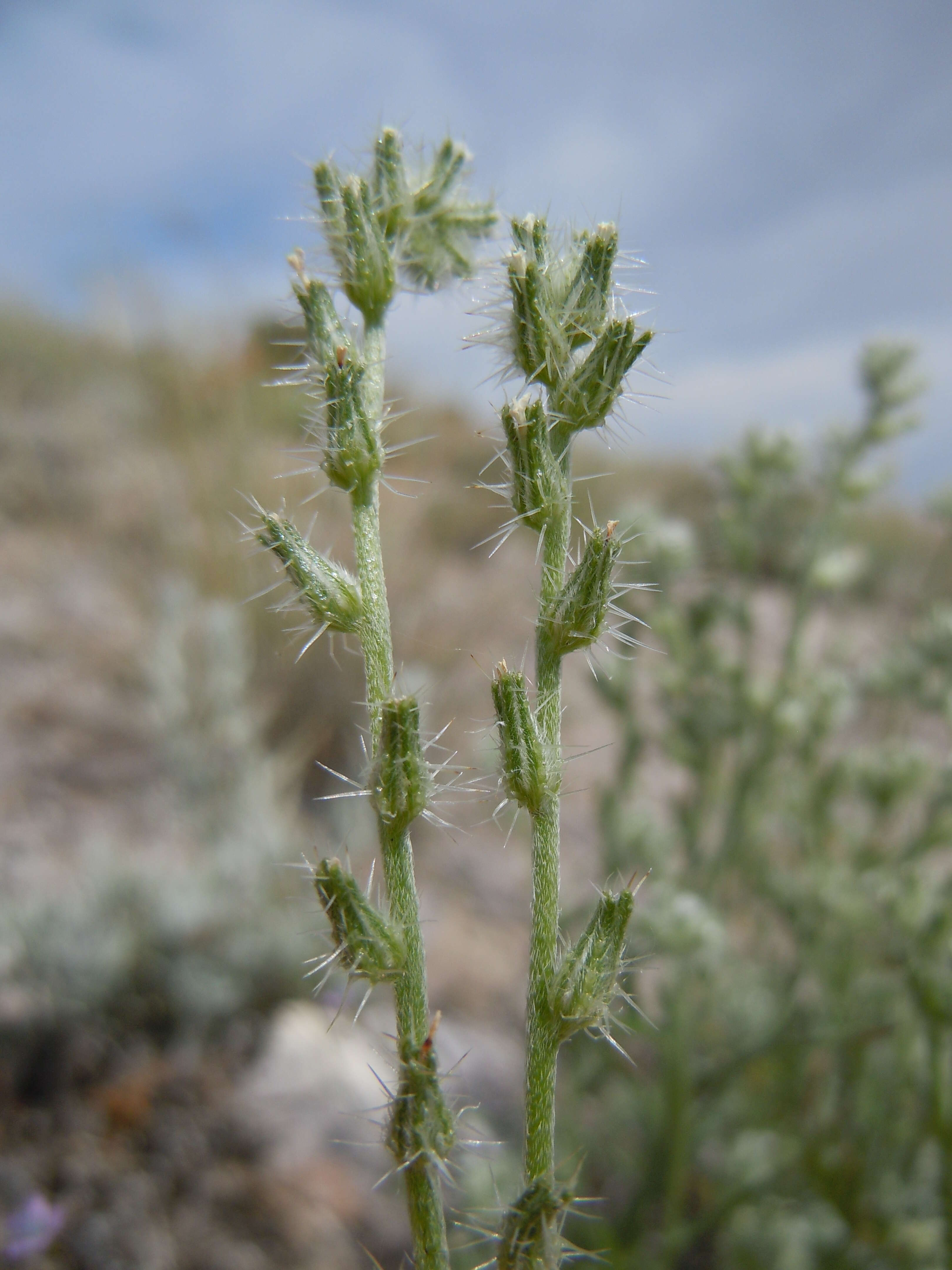 Image de Cryptantha scoparia A. Nels.