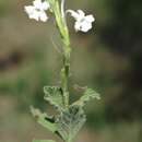 Plancia ëd Chascanum hederaceum var. natalense (H. Pearson) Moldenke