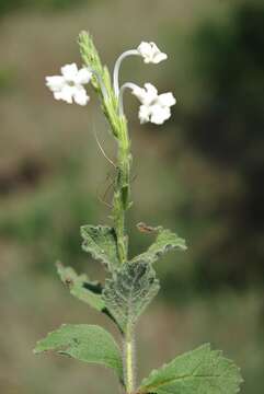 Imagem de Chascanum hederaceum var. natalense (H. Pearson) Moldenke