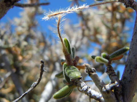 Image of curl-leaf mountain mahogany