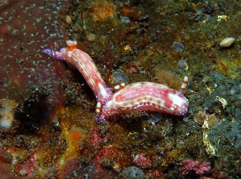 Image of Hypselodoris paradisa Gosliner & R. F. Johnson 2018