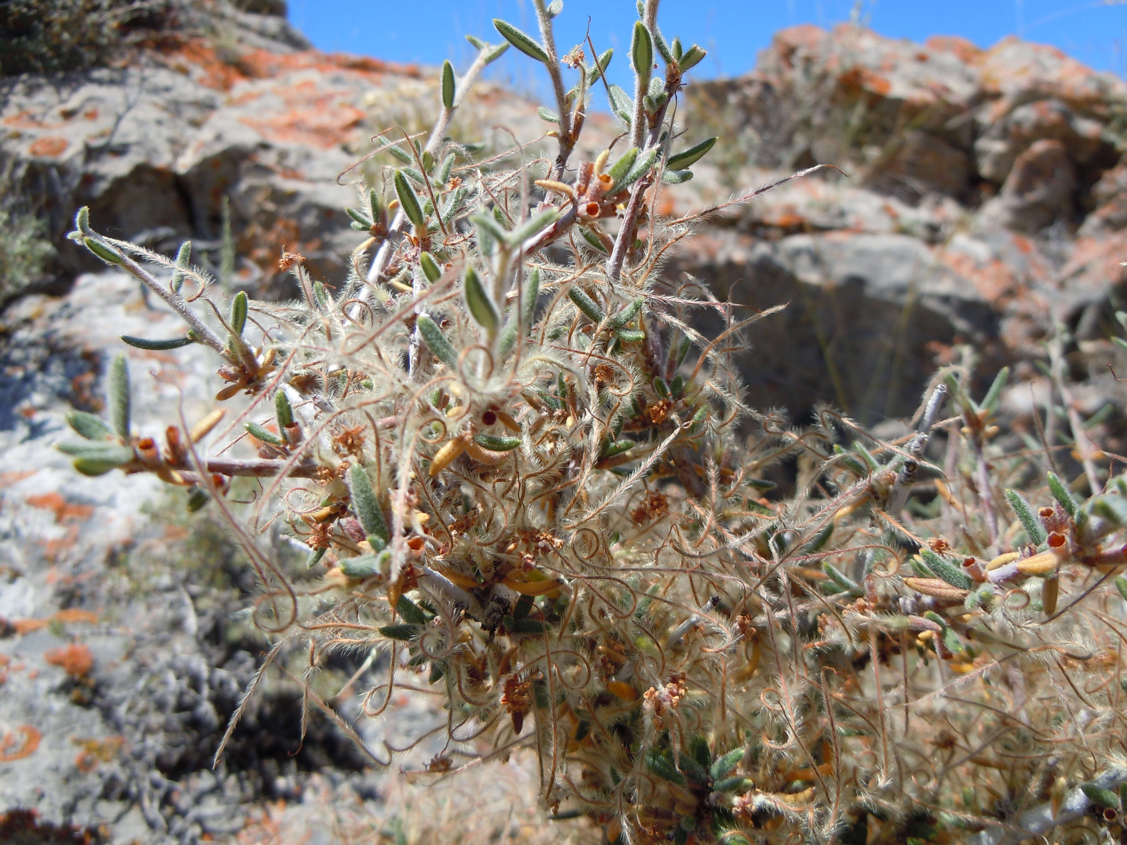 Image of curl-leaf mountain mahogany