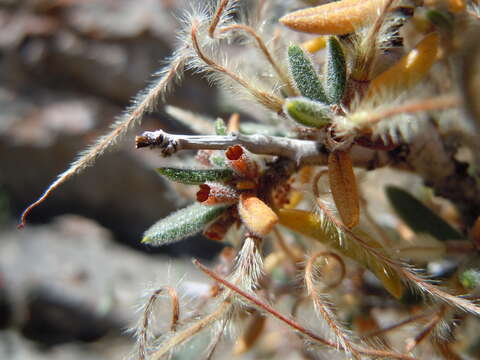 Image of curl-leaf mountain mahogany