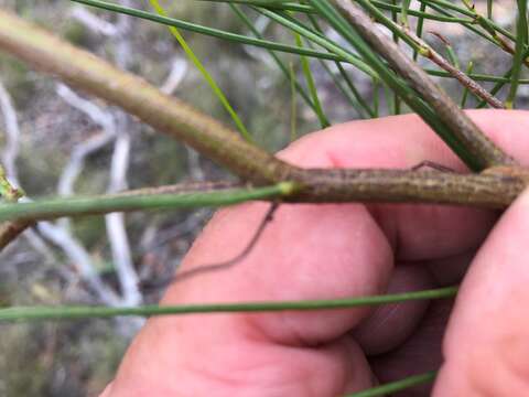 Image of Dodonaea stenophylla F. Müll.