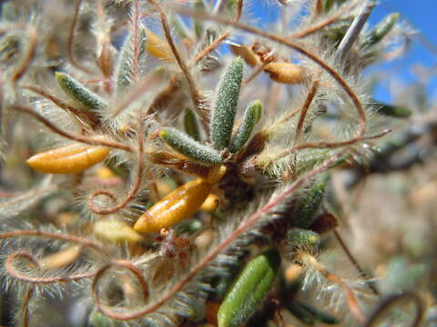 Image of curl-leaf mountain mahogany