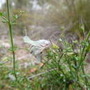 Imagem de Prostanthera chlorantha (F. Muell.) Benth.