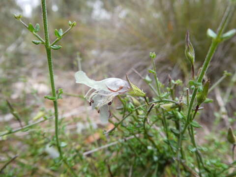 Image of Prostanthera chlorantha (F. Muell.) Benth.