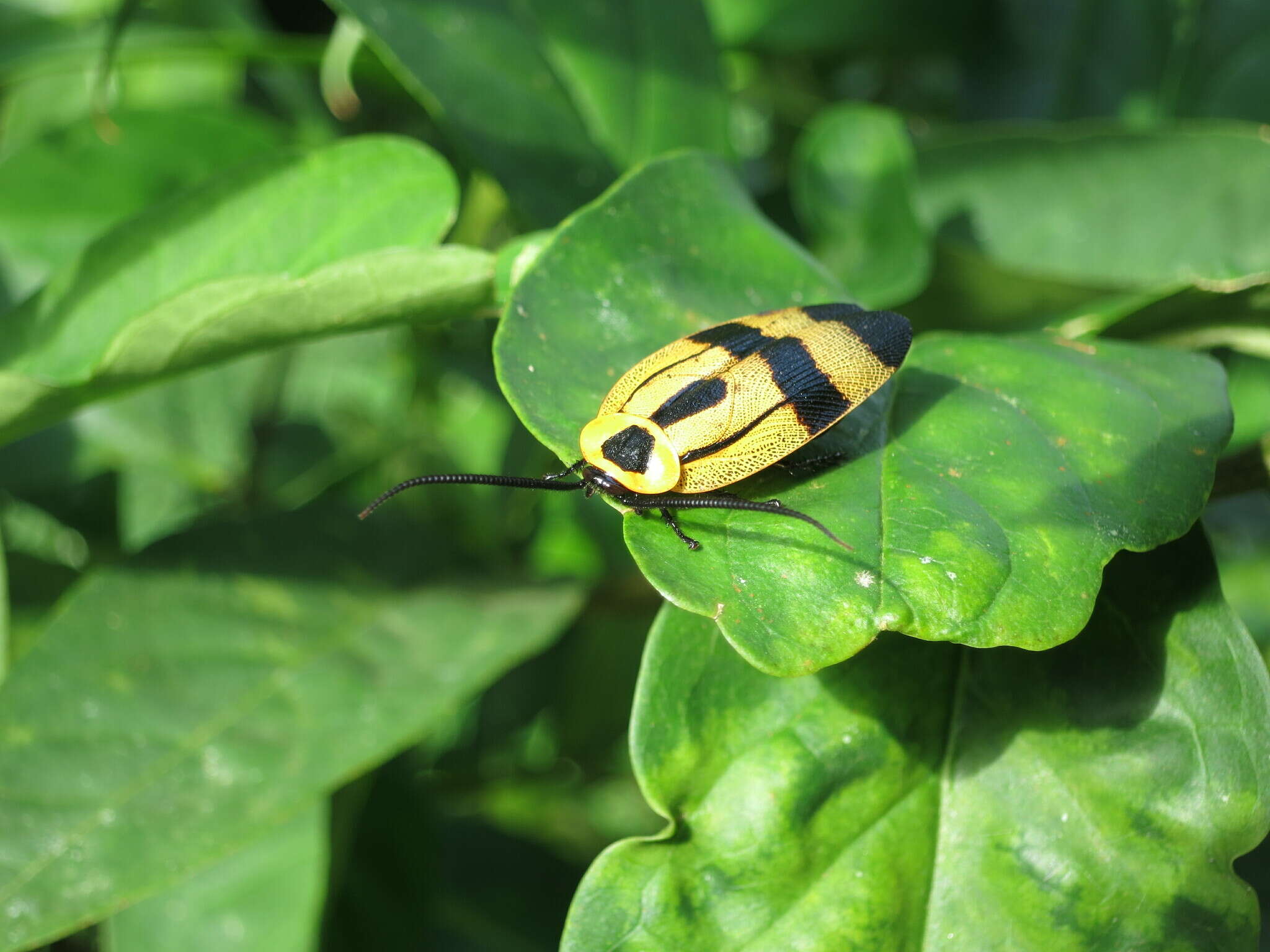 Eunyctibora nigrocincta (Shelford 1907)的圖片