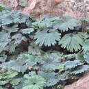 Image of Gunnera killipiana Lundell