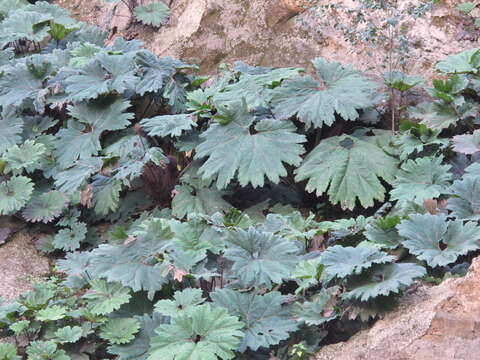 Image de Gunnera killipiana Lundell