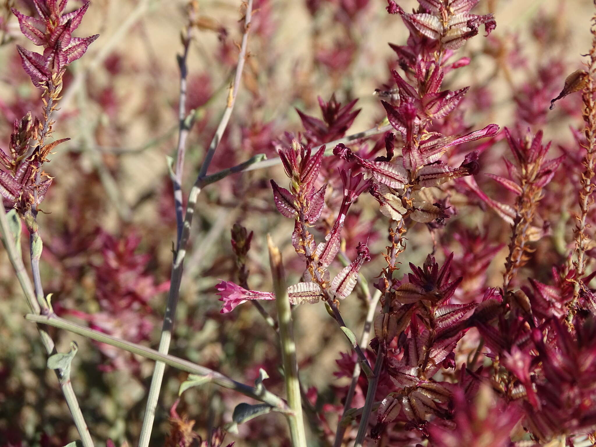 Image of Dyerophytum africanum (Lam.) Kuntze