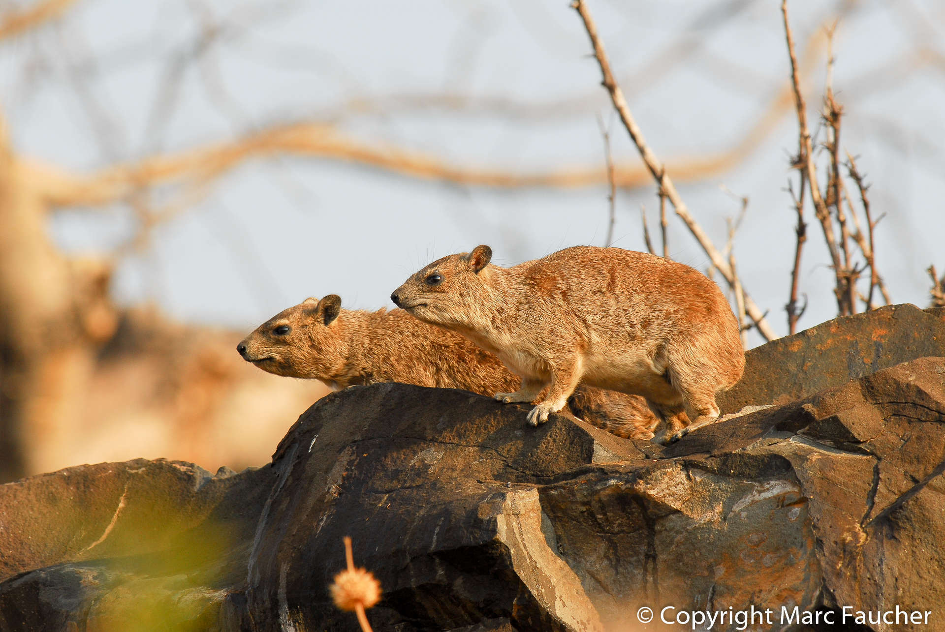 Image of Bush Hyrax