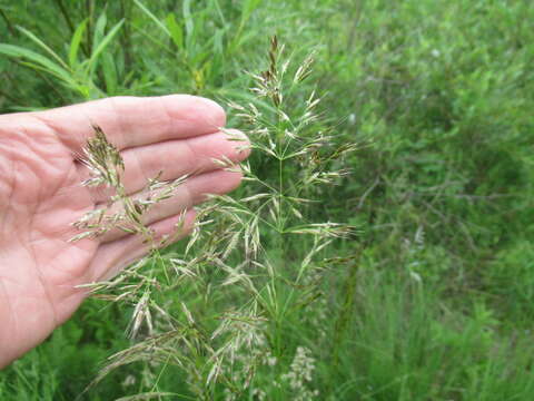 Image of needlegrass