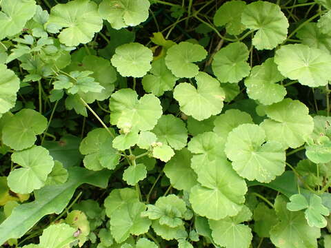 Image de Hydrocotyle nepalensis Hook.