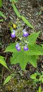 Image de Salvia rypara Briq.