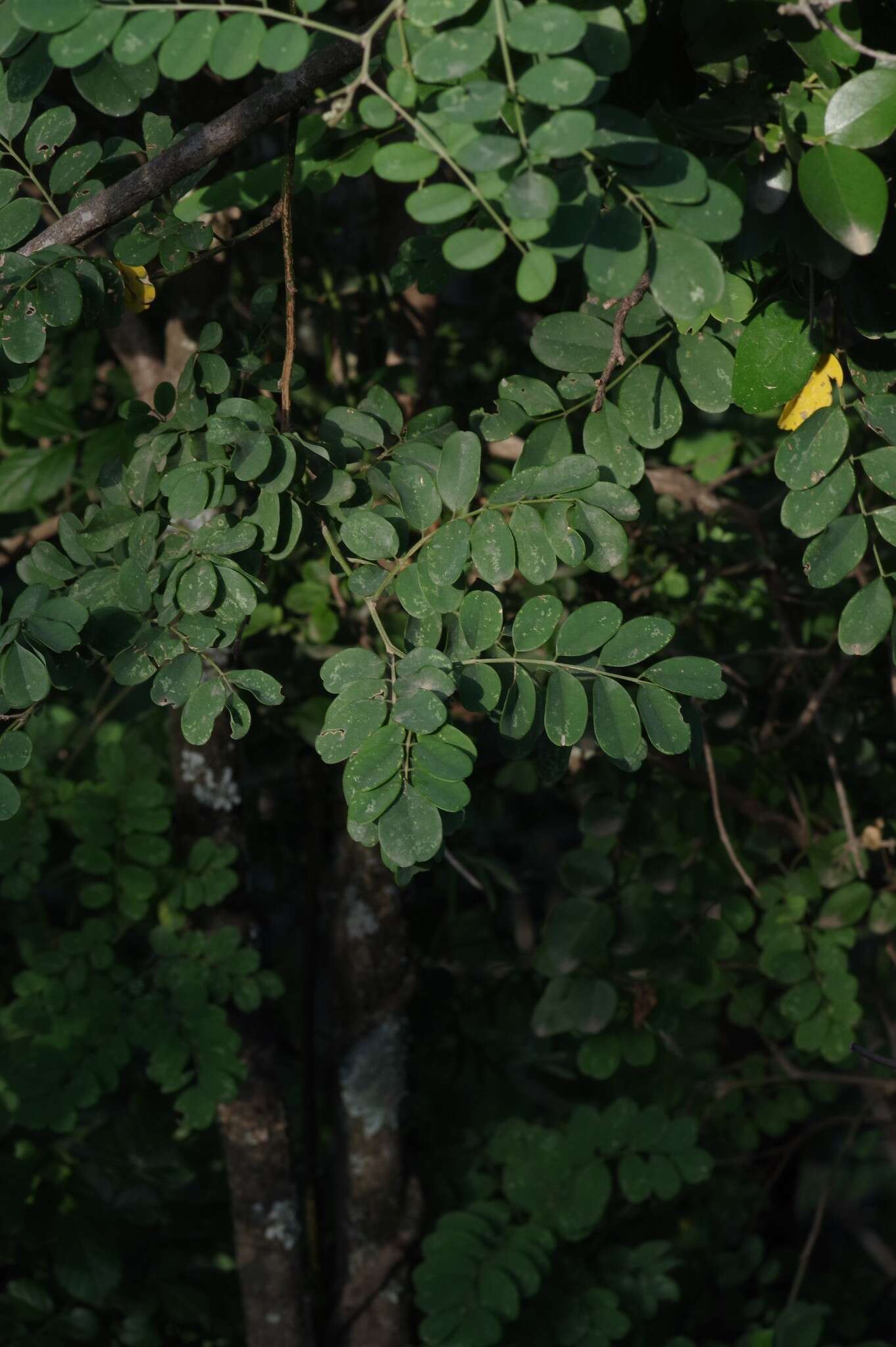 Imagem de Calpurnia aurea (Aiton) Benth.