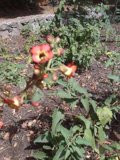 Image of Scrophularia calliantha Webb & Berth.