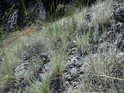 Image of Colorado wildrye