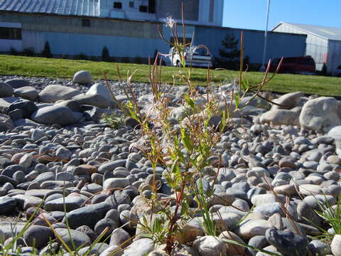 Image of american willowherb